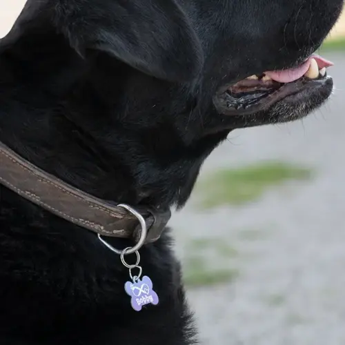 KLASSISCHE HUNDEMARKE
